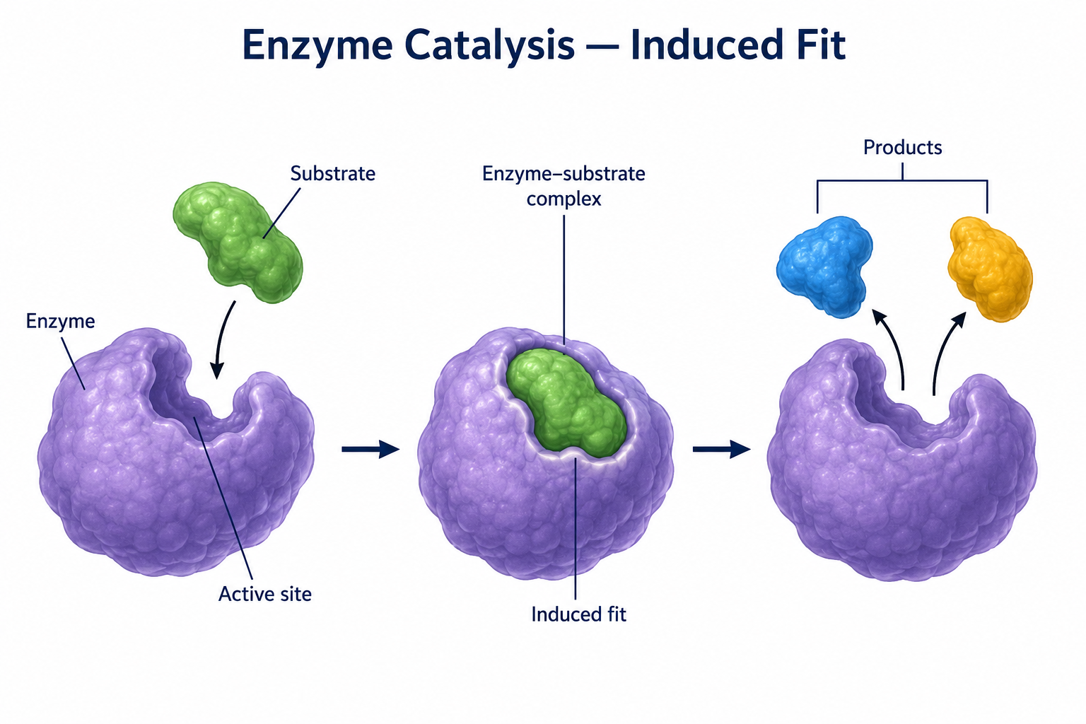 A three-step diagram of enzyme catalysis by induced fit: an enzyme with an active site and a separate substrate; the substrate bound in the active site, which has changed shape to grip it (the enzyme–substrate complex); and the enzyme, returned to its original shape, releasing the products.