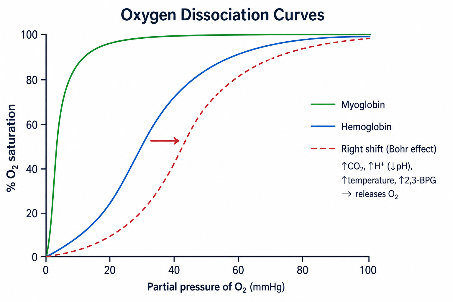 Oxygen dissociation curves plotting percent O₂ saturation against partial pressure of O₂. Myoglobin gives a hyperbolic curve far to the left (high affinity); hemoglobin gives a sigmoidal curve to its right; a dashed sigmoidal curve further right shows the rightward Bohr shift caused by increased CO₂, H⁺ (lower pH), temperature, and 2,3-BPG, which releases O₂.
