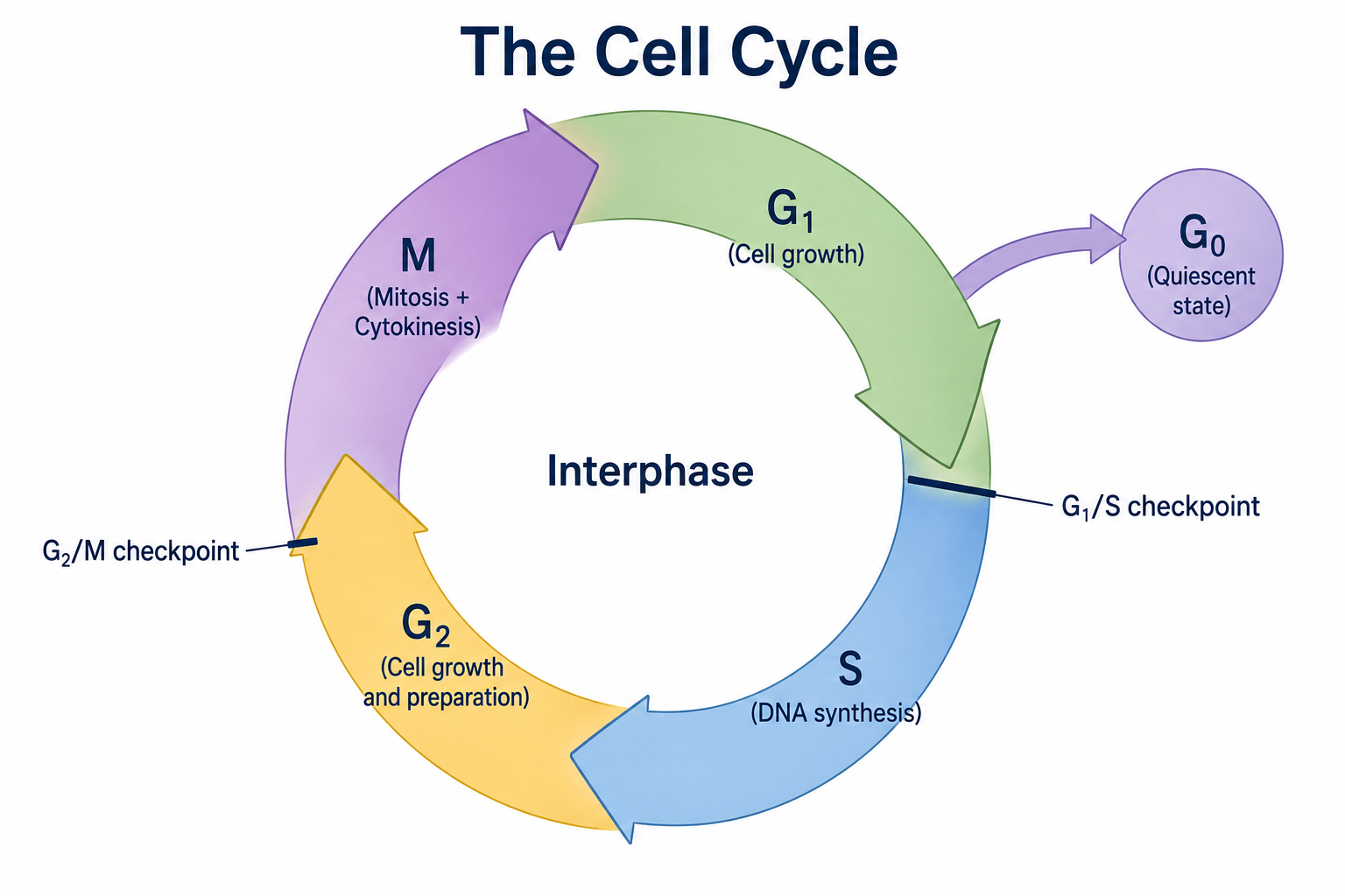The cell cycle drawn as a circle. Interphase comprises G1 (cell growth), S (DNA synthesis), and G2 (growth and preparation); the M phase (mitosis plus cytokinesis) follows. A G0 quiescent state branches off G1, and the G1/S and G2/M checkpoints are marked.