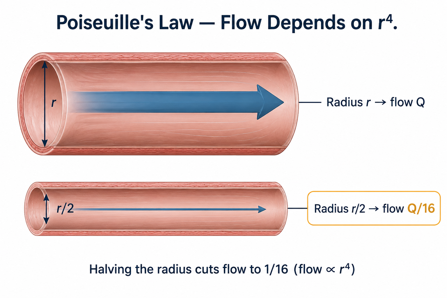 Two tubes at the same pressure: a wide tube of radius r carries flow Q, while a tube of half the radius (r/2) carries only Q/16, illustrating that flow is proportional to the fourth power of the radius.