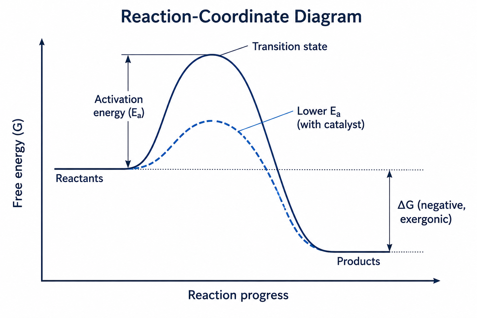 A reaction-coordinate diagram of free energy versus reaction progress: reactants rise over a transition-state peak to products that sit lower than the reactants (exergonic); a dashed lower peak shows the smaller activation energy with a catalyst, and ΔG is marked as the negative drop from reactants to products.