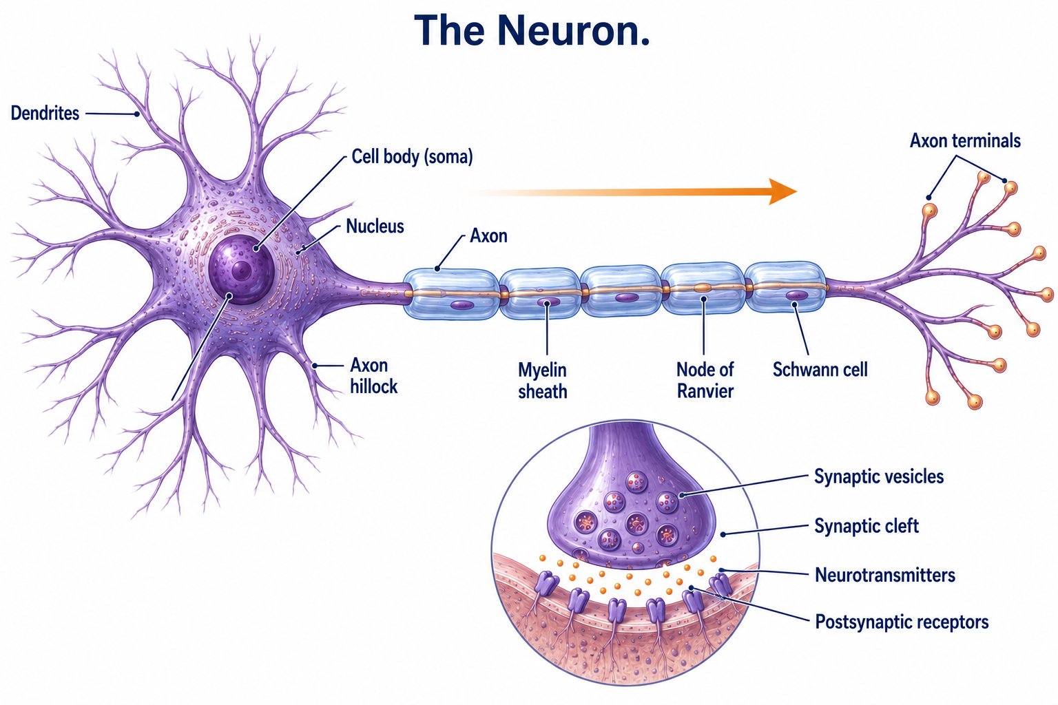 Labeled diagram of a multipolar neuron showing dendrites, cell body (soma), axon hillock, axon, myelin sheath, nodes of Ranvier, Schwann cell, and axon terminals, with the signal traveling from dendrites to terminals, plus an inset of a synapse showing synaptic vesicles, the synaptic cleft, neurotransmitters, and postsynaptic receptors.