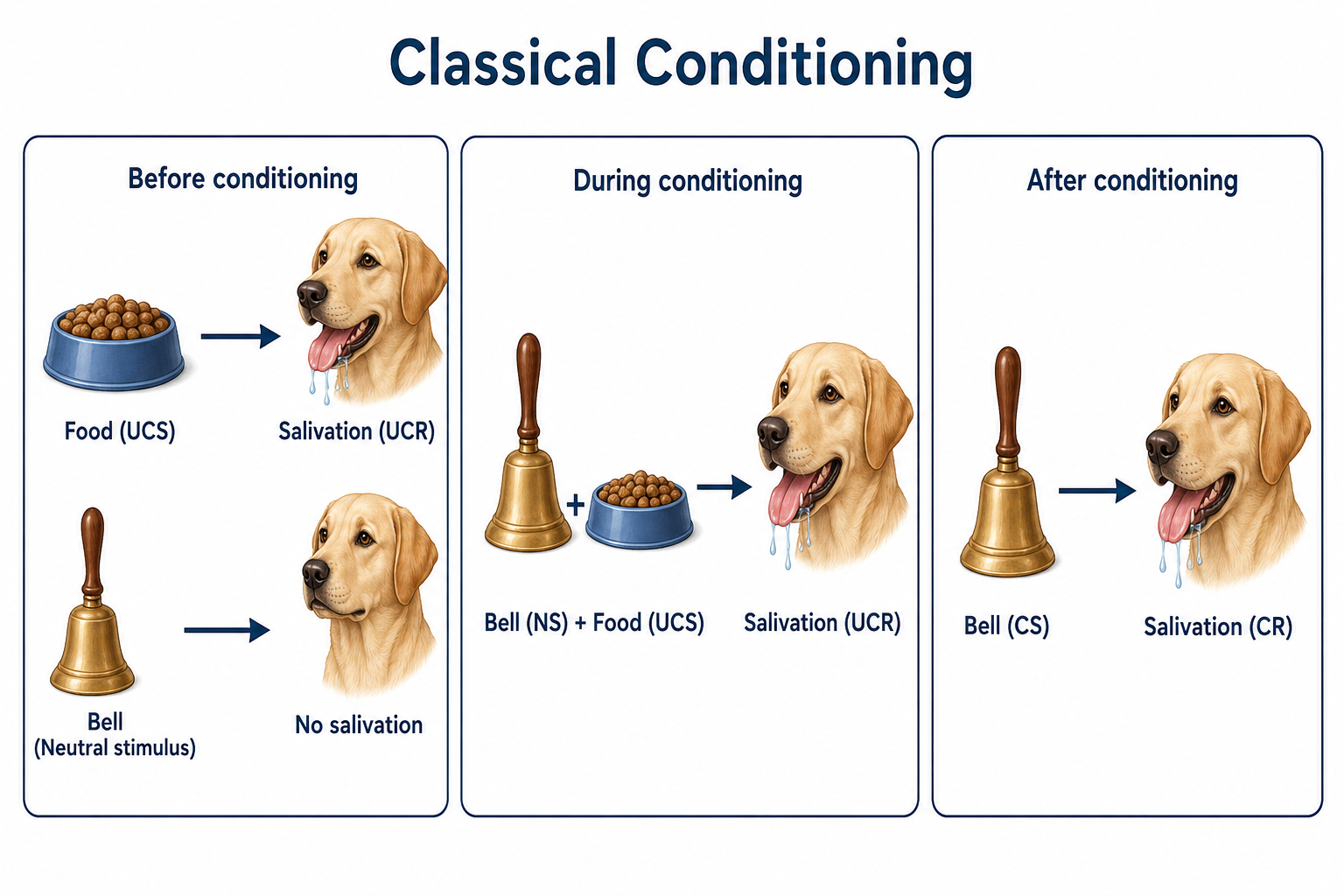 Three-panel diagram of Pavlov's classical conditioning. Before conditioning: food (UCS) produces salivation (UCR), while a bell (neutral stimulus) produces no salivation. During conditioning: the bell (NS) is paired with food (UCS), producing salivation (UCR). After conditioning: the bell alone (CS) produces salivation (CR).